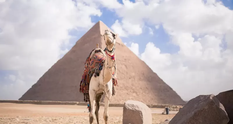 Guide leading camel riders with view of Great Pyramid – camel ride at Giza Pyramids